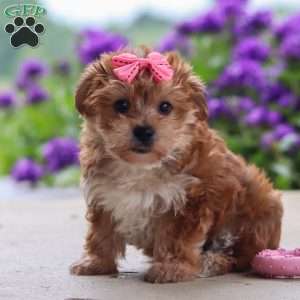 Ruby, Yorkie Poo Puppy